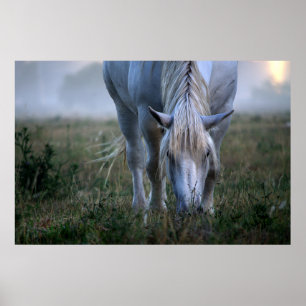 Poster Cavalo branco