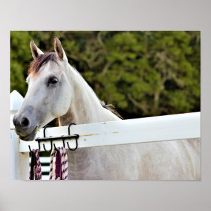 Poster Cavalo Branco