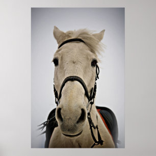Poster Cavalo Branco