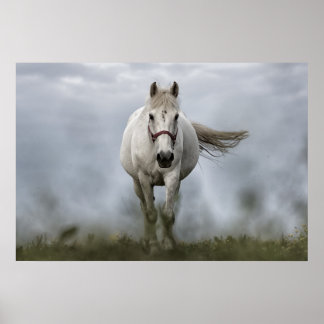 Póster Cavalo Branco Correndo