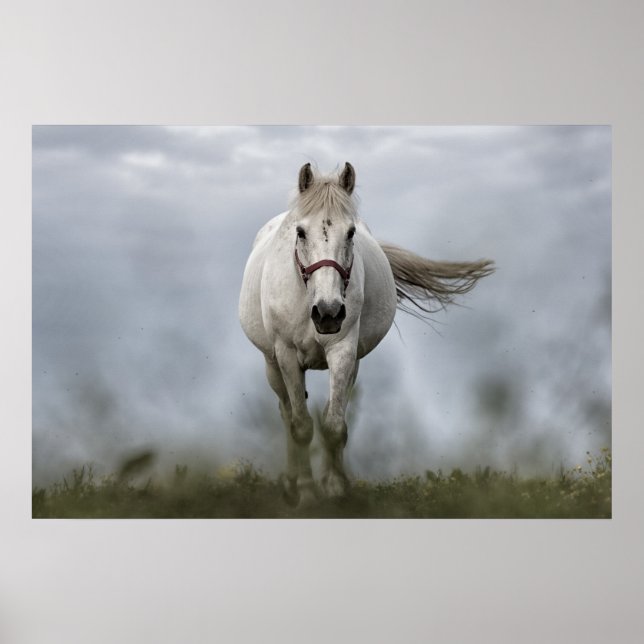 Póster Cavalo Branco Correndo (Frente)