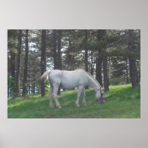 Cavalo Branco Elegante e Bonito Arte Original