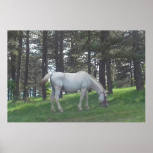 Poster Cavalo Branco Elegante e Bonito Arte Original