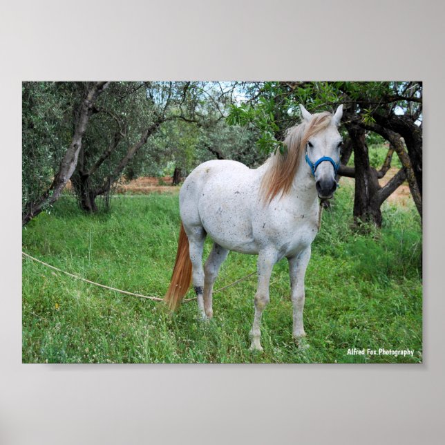 Poster Cavalo Branco em Campo de Grama (Frente)