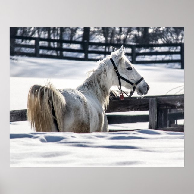 Póster Cavalo Branco Na Neve (Frente)