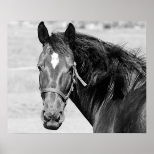 Poster Cavalo Branco Negro