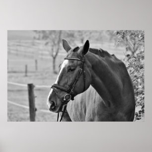 Póster Cavalo Branco Negro - Trabalho de arte de Fotograf