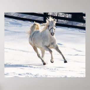 Póster Cavalo branco que funciona na neve