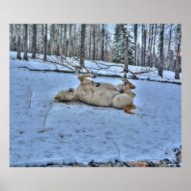 Póster Cavalo Branco Rolando na Neve de inverno (Frente)