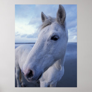 Poster Cavalo Camargue