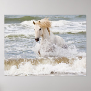 Poster Cavalo Camargue nas Ondas