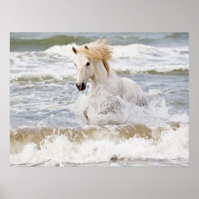 Poster Cavalo Camargue nas Ondas (Frente)