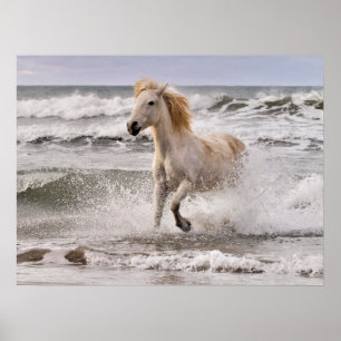 Poster Cavalo Camargue saindo da arrebentação
