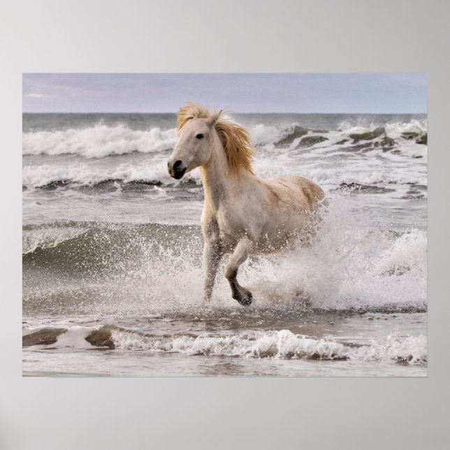Poster Cavalo Camargue saindo da arrebentação (Frente)