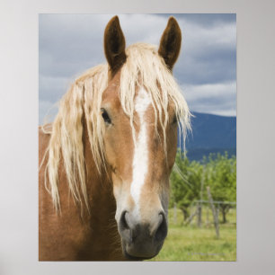 Póster Cavalo castanho claro