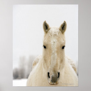 Poster Cavalo com neve na cabeça