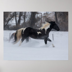 Poster Cavalo Correndo Através da Neve