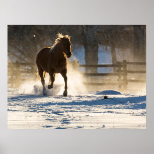 Poster Cavalo Correndo Através da Neve