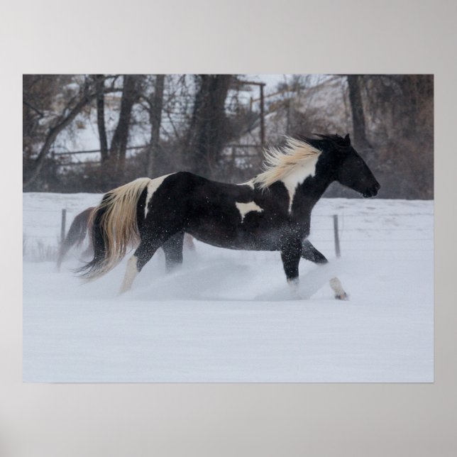 Poster Cavalo Correndo Pela Neve (Frente)