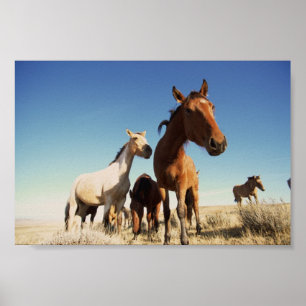 Poster Cavalo Curioso