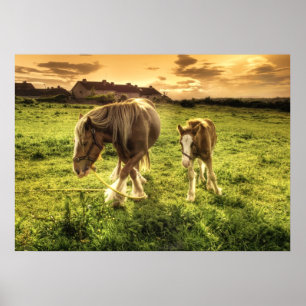 Póster Cavalo da mãe & do potro