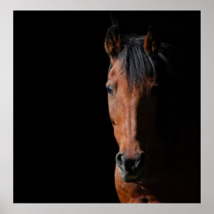 Póster Cavalo da sombra