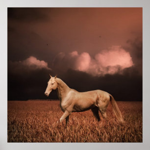 Póster Cavalo de Akhal-teke no por do sol