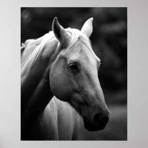 Poster Cavalo de Armário Branco Negro