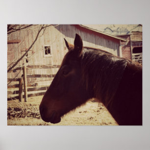 Poster Cavalo de baía
