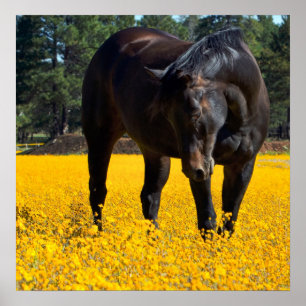 Póster Cavalo de Baía num Campo de Flores Amarelas