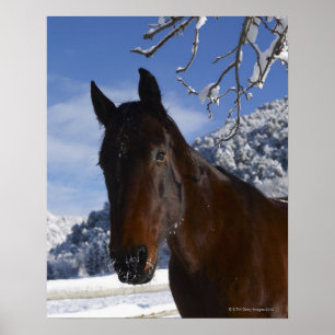 Poster Cavalo de Brown no inverno
