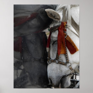 Póster Cavalo de carruagem e sua Reflexão
