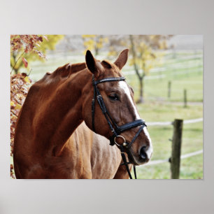 Poster Cavalo de castanha, com Bridle em Pastura Selvagem