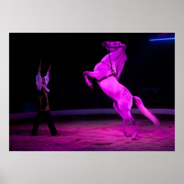 Póster Cavalo de Circo Branco Gordo (Frente)