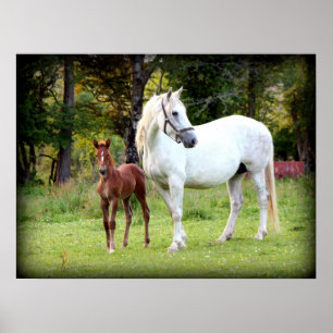 Póster Cavalo de esboço irlandês