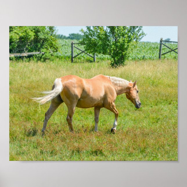 Poster Cavalo de Fazenda Palomino (Frente)