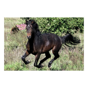 Póster Cavalo de galope da castanha