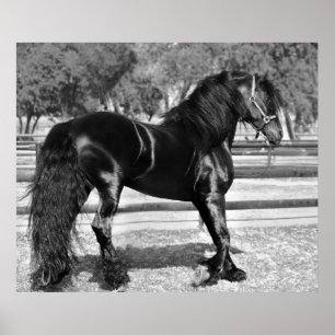 Poster Cavalo de garanhão preto