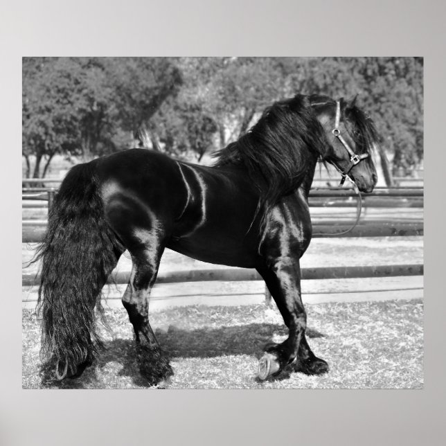 Poster Cavalo de garanhão preto (Frente)