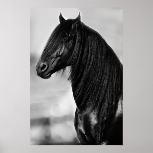 Póster Cavalo de garanhão preto da Frísia (Frente)