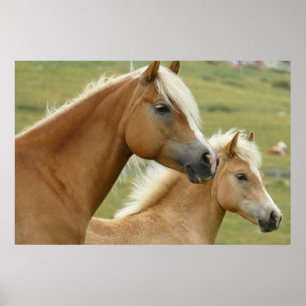Poster Cavalo de haflinger e foca