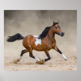 Poster Cavalo De Miniatura Americana Horrível Em Poeira