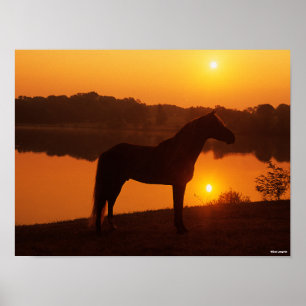Poster Cavalo De Montanha Rochosa Em Pé De Sol