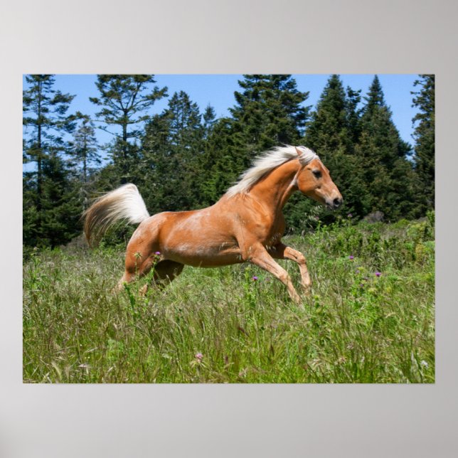 Poster Cavalo de Palomino passando por um campo (Frente)