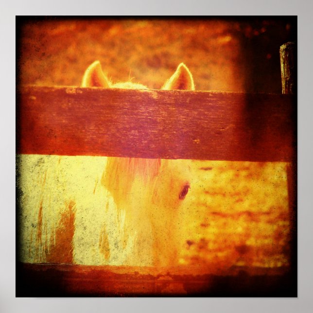 Poster Cavalo de Pequim (Frente)