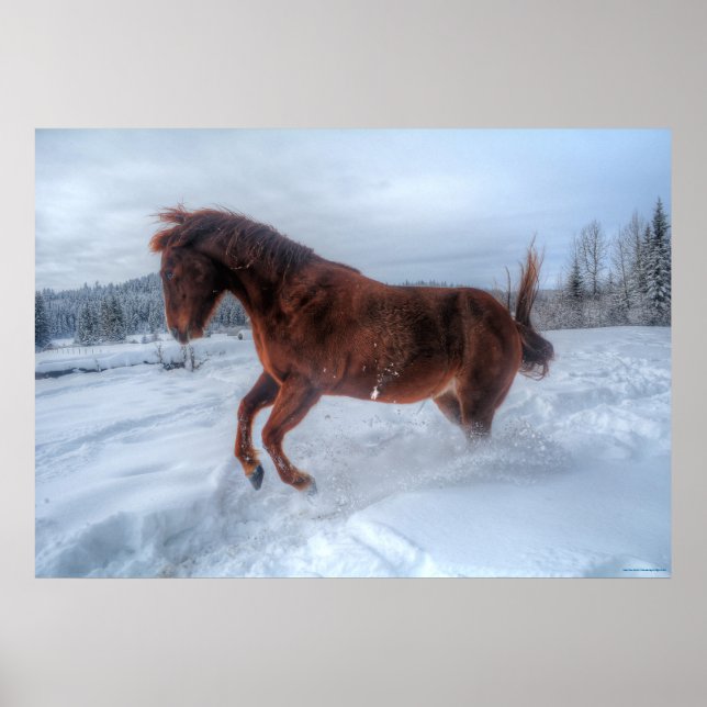 Póster Cavalo de Sorrel Espirituado Criado na Neve de inv (Frente)