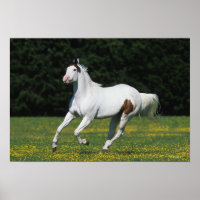 Cavalo de Tinta Correndo no Campo Grassado