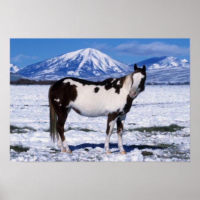 Poster Cavalo de Tinta na Neve (Frente)
