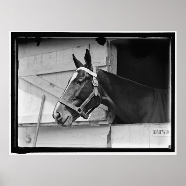 Poster Cavalo de Vintage 1913 (Frente)