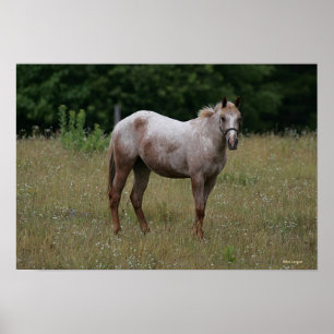 Poster Cavalo do Appaloosa que está na grama